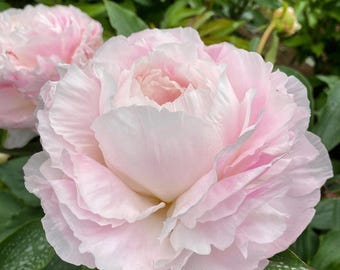 Shirley Temple Peony Bare Root (Large 3-5 Eyes) – White with Blush Pink Blooms & Fragrant Perennial - *PRE-ORDER* - Ships week of OCT 12th