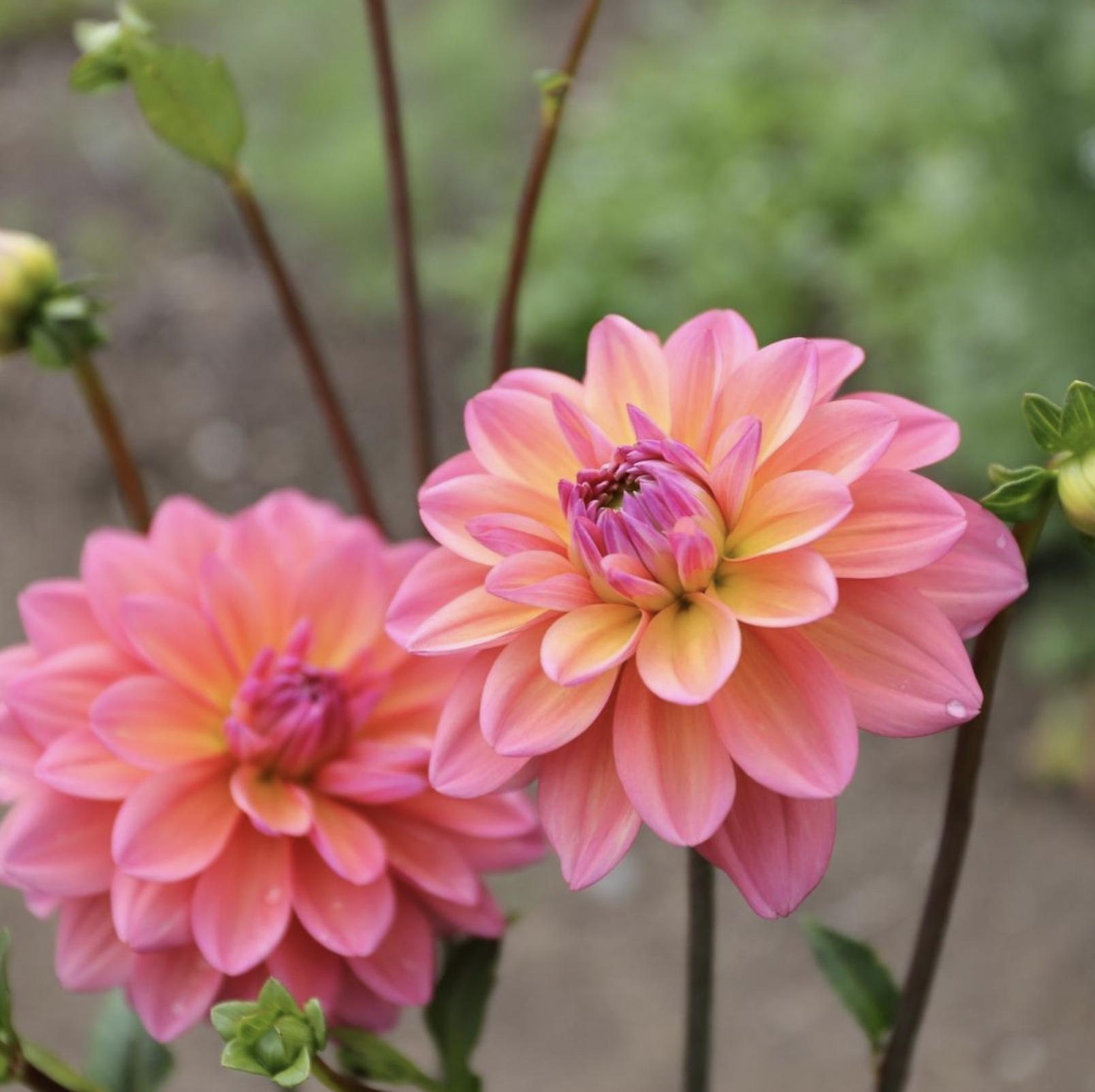 2-pack-dahlia-great-silence-tuber-clumps-stunning-peach-pink-blooms