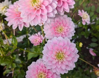 Dahlia Dapex Pink Delight Tubers (2 Clumps) | Soft Pink Decorative Blooms | Cut Flower Garden | Spring Planting Bulbs
