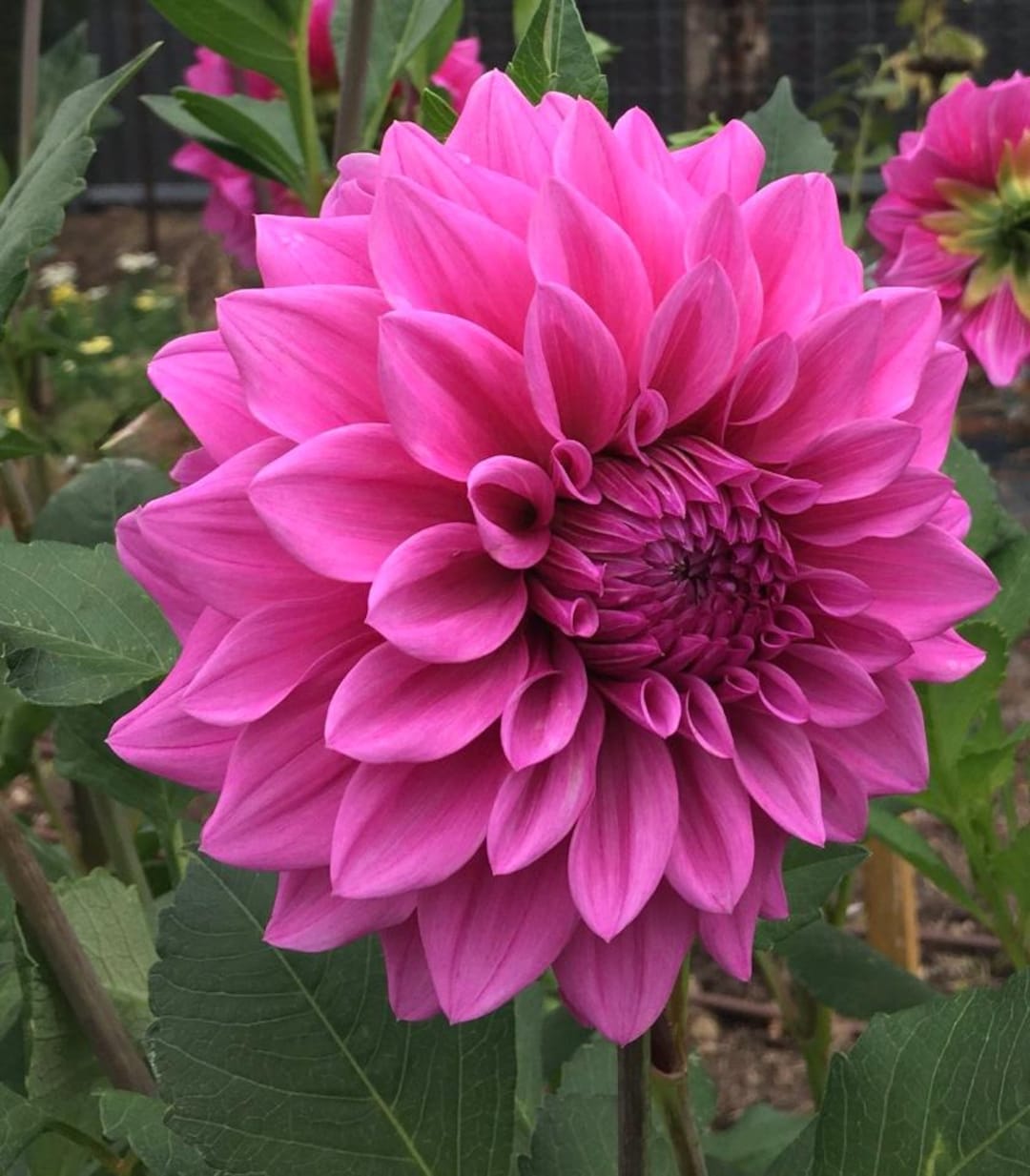 2-pack-le-baron-dahlia-tubers-rich-burgundy-blooms-perennial-flower