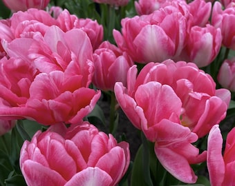 May include: A close-up of a cluster of pink tulips in full bloom. The petals are a vibrant pink with white edges, creating a layered effect. The flowers are in various stages of opening, with green stems and leaves visible.