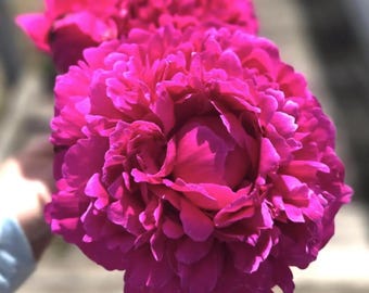 Kansas Peony Bare Root (Large 3–5 Eye) Deep Magenta Peony Root - *PRE-ORDER* - Ships week of OCT 12th