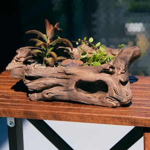 Peut inclure: Une jardinière brune texturée en forme de bûche évidée. La jardinière contient une plante succulente duveteuse aux pointes sombres, une petite plante à feuilles vertes et une plante lithops lisse, arrondie et brun-violet parmi des cailloux.