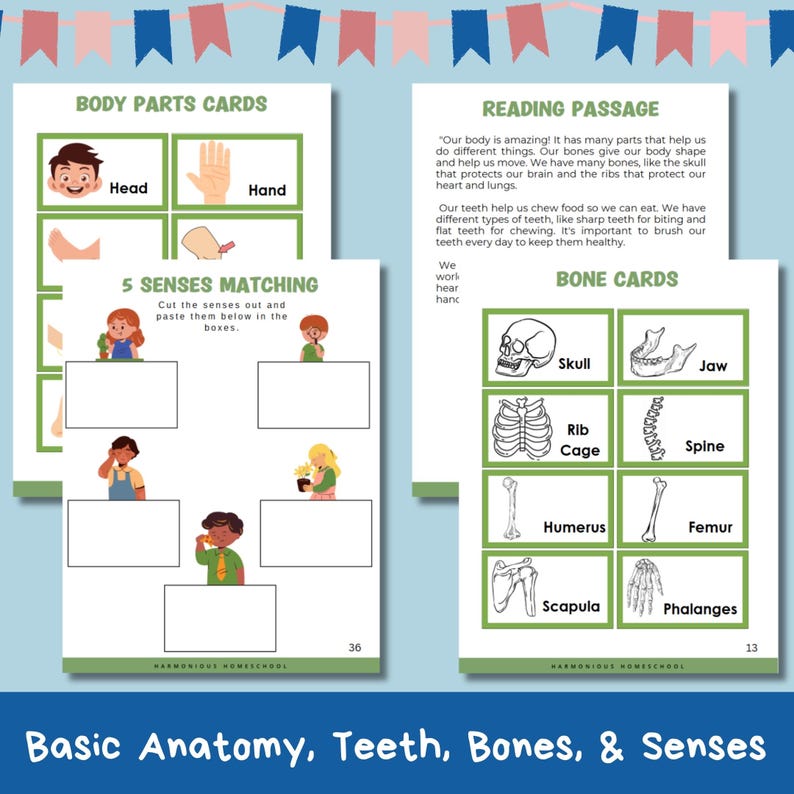 May include: A printable educational worksheet for children featuring a colourful illustration of a human body with labels for different body parts, including the head, hand, skull, jaw, rib cage, spine, humerus, femur, scapula, and phalanges. The worksheet also includes a reading passage about the human body and a matching activity for the five senses.
