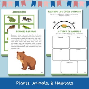 May include: A printable worksheet with a reading passage about bears, a chart to categorise animals, and a section on amphibians with images of a frog, a salamander, and a toad.