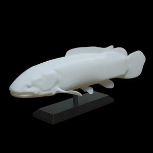 May include: A white coelacanth model, a prehistoric fish, is displayed on a black stand against a black background. The model has a streamlined body, fins, and a distinct head shape. This decorative item is ideal for educational purposes or as a unique home decor piece.