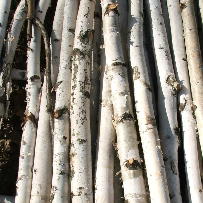 7ft One White Birch Pole Etsy