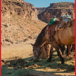 May include: A brown horse with a saddle grazes on hay in a desert landscape. The horse is wearing a bridle and is near a wooden log. The background features a canyon and a clear blue sky.