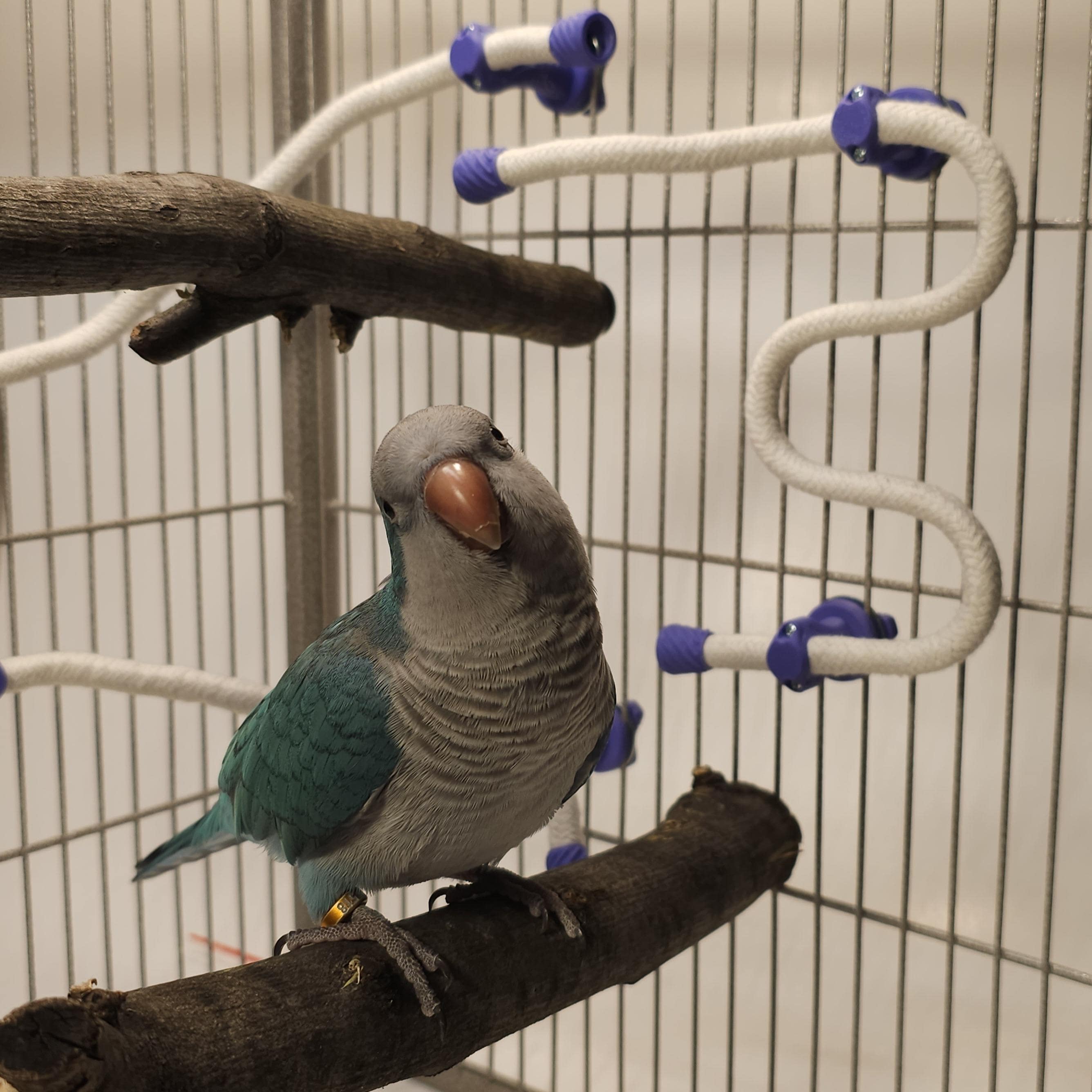 Flexible Bird Perch | Posable Rope Perch for Parakeets, Cockatiels & Conures | Bendable, Customizable | Cage, Playstand