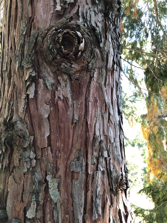 Incense Cedar Tree Seeds Etsy