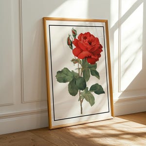 Vintage Red Rose Botanical Print – Antique Flower Illustration Wall Art - Vintage Rose Floral Poster - Rose Artwork Home Decor - Flower Art