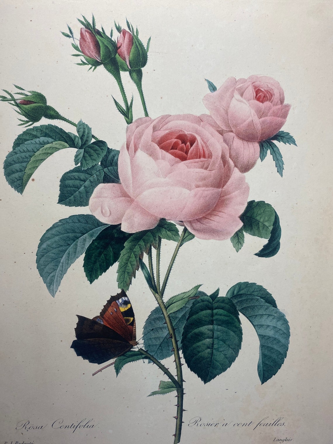 French Floral Wall Art Shabby Chic Wall Decor Pink Rose and Etsy