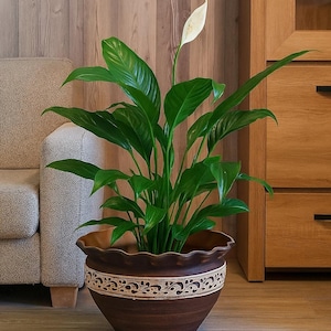 May include: A lush green peace lily plant with a single white bloom in a decorative brown ceramic pot. The pot has a scalloped rim and a cream-colored band with an ornate design. The plant is indoors, near a sofa and wooden furniture.