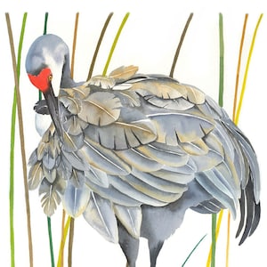 Sandhill Crane / Bird Watercolor Art / Limited Edition Double-matted GICLEE PRINT / Painting titled "Reed Preening"