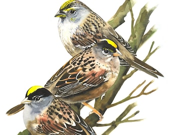 Golden-crowned Sparrows / Bird Watercolor Art / Limited Edition Double-matted GICLEE PRINT / Painting titled "Three Little Birds"