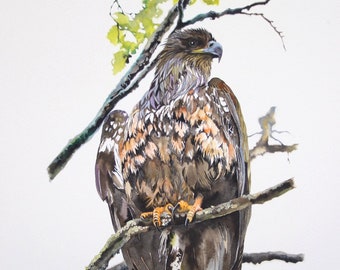 Bald Eagle (Juvenile) / Bird Watercolor Art / Limited Edition Double-matted GICLEE PRINT