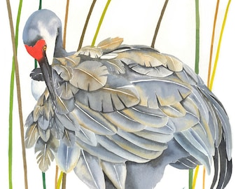 Sandhill Crane / Bird Aquacolor Art / Limited Edition Dubbel-gematteerde GICLEE PRINT / Schilderij getiteld "Reed Preening"