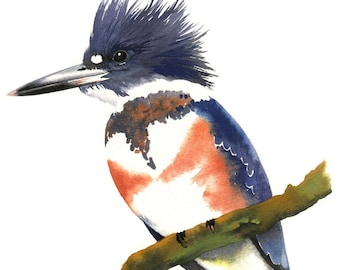 Belted Kingfisher (Female) / Bird Watercolor Art / Limited Edition Double-matted GICLEE PRINT