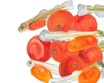 Salmón Chinook / Arte en acuarela de peces / Impresión GICLEE de edición limitada con doble paspartú / Pintura titulada "Renacimiento del río San Joaquín"