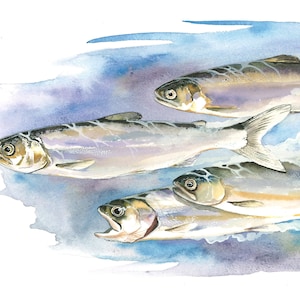 Chinook Salmon / Fisch Aquarell Kunst / limitierte Auflage, doppelt mattierter GICLEE PRINT / Gemälde mit dem Titel &quot;&quot;Race to the Ocean&quot;&quot;