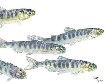 Chinook Salmon / Fish Watercolor Art / Limited Edition Double-matted GICLEE PRINT/ Painting titled "Rejuvenation"