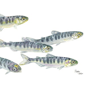 Chinook Salmon / Fish Watercolor Art / Limited Edition Double-matted GICLEE PRINT/ Painting titled &quot;Rejuvenation&quot;