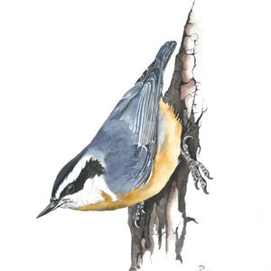 Red-breasted Nuthatch / Bird Watercolor Art / Limited Edition Double-matted GICLEE PRINT