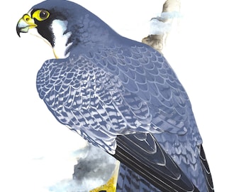Peregrine Falcon / Bird Watercolor Art / Limited Edition Double-matted GICLEE PRINT / Painting titled "Watching Over Morro"