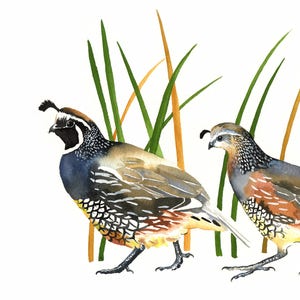 Californië kwartel / vogelaquarelkunst / Limited Edition dubbel gematteerde GICLEE PRINT / schilderij getiteld &quot;The Couple&quot;