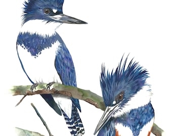 Belted Kingfisher (Pair) / Bird Watercolor Art / Limited Edition Double-matted GICLEE PRINT