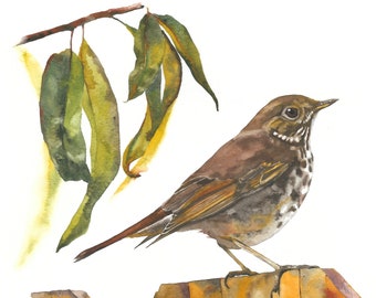 Hermit Thrush / Bird Gouache Art / Limited Edition Double-matted GICLEE PRINT