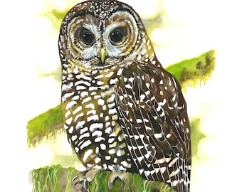 Northern Spotted Owl / Bird Watercolor Art / Limited Edition Double-matted GICLEE PRINT