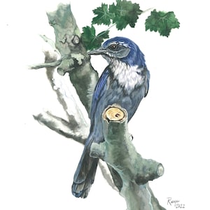 California Scrub Jay / Bird Watercolor Art / Limited Edition Double-matted GICLEE PRINT / Painting titled &quot;Garden Companion&quot;