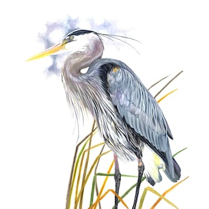Garça-azul-grande / Arte em aquarela de pássaros / Impressão GICLEE com dupla face em edição limitada / Pintura intitulada &quot;A garça nobre&quot;