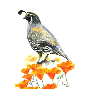 California Quail (Male) / Bird Watercolor Art / Limited Edition Double-matted GICLEE PRINT  / Painting titled &quot;California&quot;