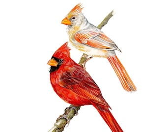 Northern Cardinals / Bird Watercolor Art / Limited Edition Double-matted GICLEE PRINT