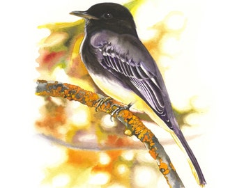 Svarta Phoebe / Akvarellkonst med fågel / Dubbelpassad GICLEE-tryck i begränsad upplaga / Målning med titeln "Höst Phoebe"