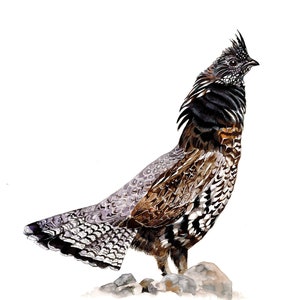 Ruffed Grouse / Bird Watercolor Art / Limited Edition Double-matted GICLEE PRINT