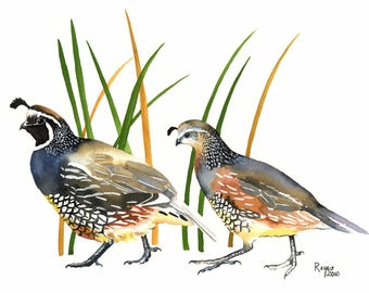 California Quail / Bird Watercolor Art / Limited Edition Double-matted GICLEE PRINT / Painting titled "The Couple"