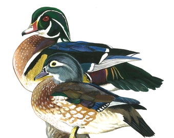 Wood Ducks (Pair) / Bird Gouache Art / Limited Edition Double-matted GICLEE PRINT