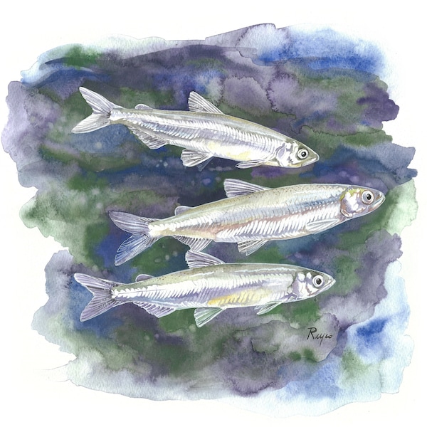 Delta Smelt / Fish Gouache Art / Limited Edition Double-matted GICLEE PRINT / Gemälde mit dem Titel "Troubled Waters"