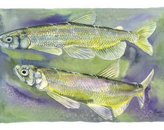 Longfin Smelt / Fish Watercolor Art / Limited Edition Double-matted GICLEE PRINT