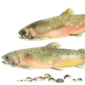 Steelhead Forelle / Fisch Aquarell Kunst / limitierte Auflage, doppelt mattierter GICLEE PRINT / Gemälde &quot;&quot;Steelhead Brautjungfer&quot;&quot;&quot;