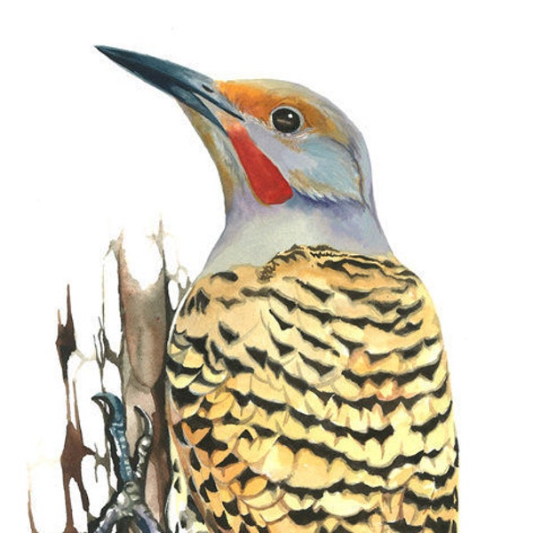Northern Flicker / Bird Watercolour Art / Edición limitada GICLEE PRINT de doble mate
