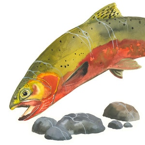 Cutthroat Trout / Fish Watercolor Art / Limited Edition Double-matted GICLEE PRINT