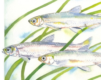 Delta Smelt / Fish Watercolor Art / Limited Edition Double-matted GICLEE PRINT / Painting titled "Smeltdown in the Delta"