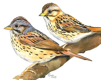 Lincoln's Sparrows / Bird Watercolor Art / Limited Edition Double-matted GICLEE PRINT