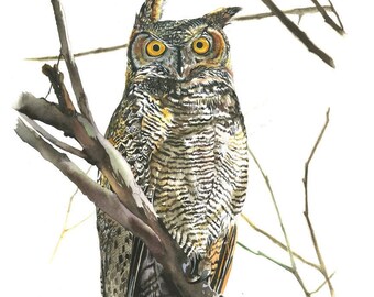 May include: A watercolor painting of a great horned owl perched on a branch. The owl has large, yellow eyes and brown and gray feathers. The background is white.