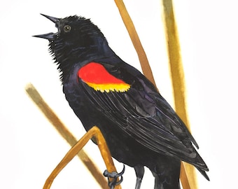 Red-winged Blackbird / Bird Gouache Art / Limited Edition Double-matted GICLEE PRINT