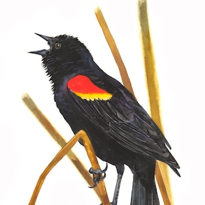 Red-winged Blackbird / Bird Gouache Art / Limited Edition Double-matted GICLEE PRINT
